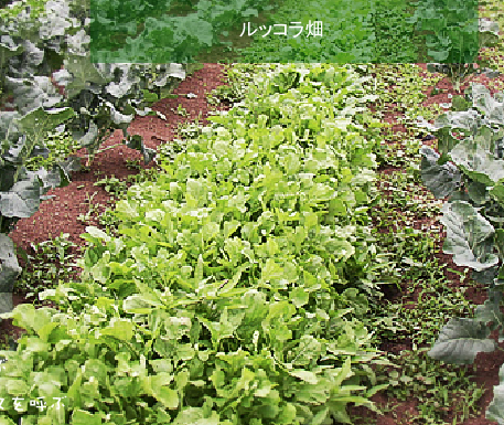 無農薬野菜